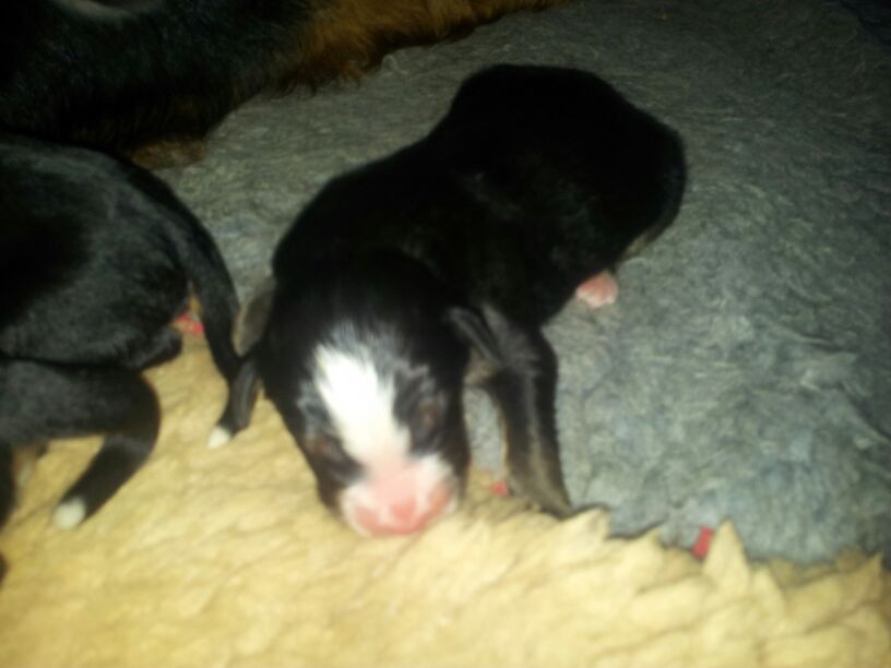 Fila's aktueller Wurf