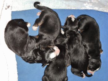 Fila's aktueller Wurf