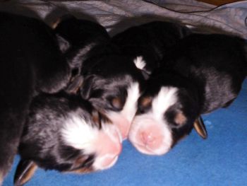 Fila's aktueller Wurf