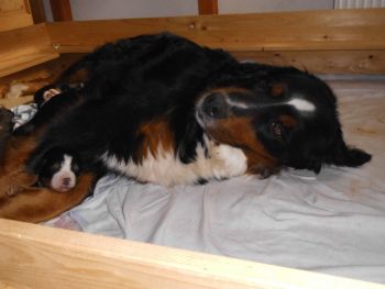 Fila's aktueller Wurf