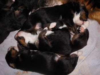 Fila's aktueller Wurf