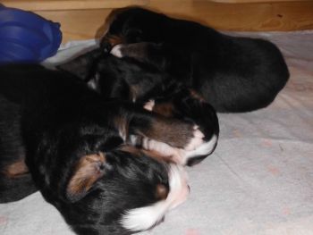 Fila's aktueller Wurf