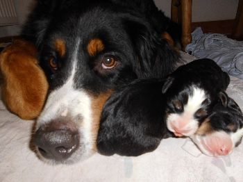 Kelly-Morgan's erster Wurf