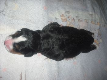 Kelly-Morgan's erster Wurf