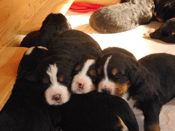 Kelly-Morgan's erster Wurf