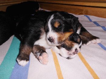 Kelly-Morgan's erster Wurf