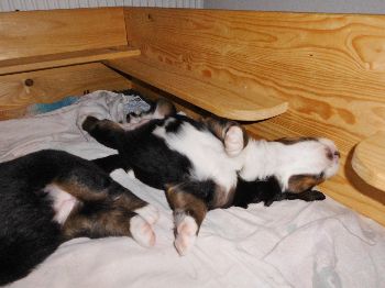 Kelly-Morgan's erster Wurf