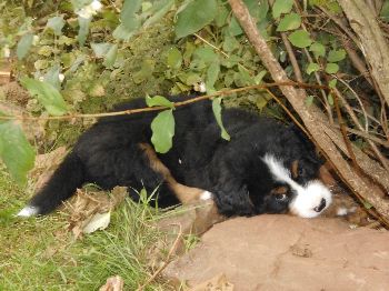 Kelly-Morgan's erster Wurf