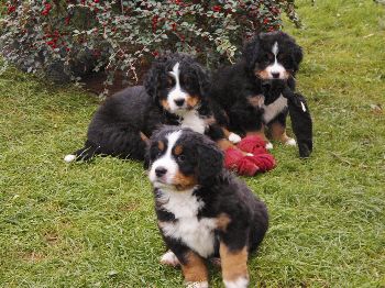 Kelly-Morgan's erster Wurf