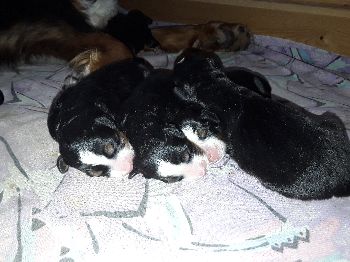 Kelly-Morgan's aktueller Wurf