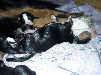 Kelly-Morgan's aktueller Wurf