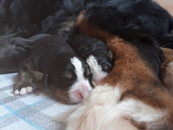 Kelly-Morgan's aktueller Wurf