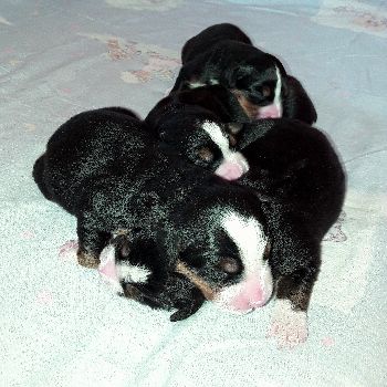 Kelly-Morgan's aktueller Wurf