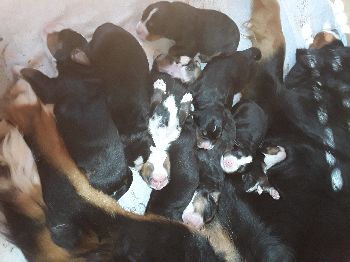 Kelly-Morgan's aktueller Wurf