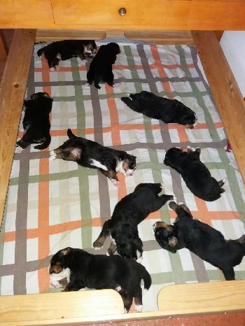 Kelly-Morgan's aktueller Wurf