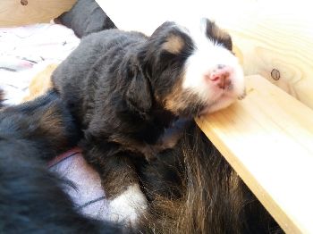 Kelly-Morgan's aktueller Wurf