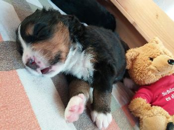 Kelly-Morgan's aktueller Wurf