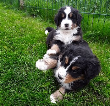 Kelly-Morgan's aktueller Wurf