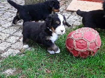 Kelly-Morgan's aktueller Wurf