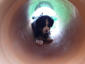 Kelly-Morgan's aktueller Wurf