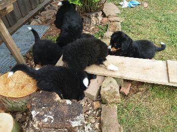 Kelly-Morgan's aktueller Wurf