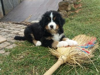 Kelly-Morgan's aktueller Wurf