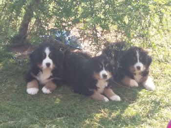 Kelly-Morgan's aktueller Wurf