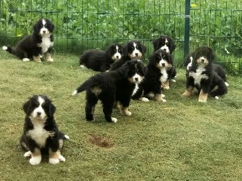 Kelly-Morgan's aktueller Wurf